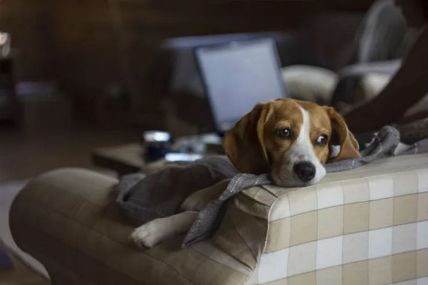 cane sul divano