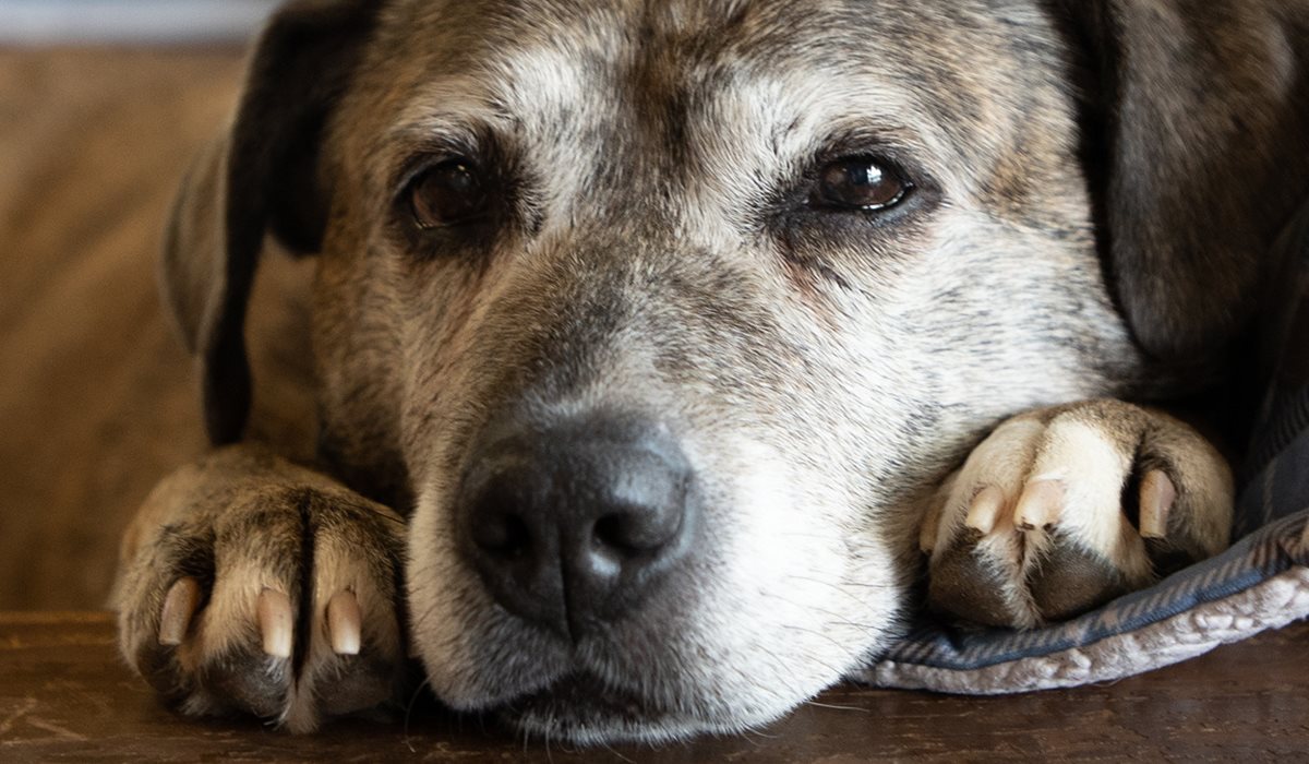 cane anziano che dorme sul divano