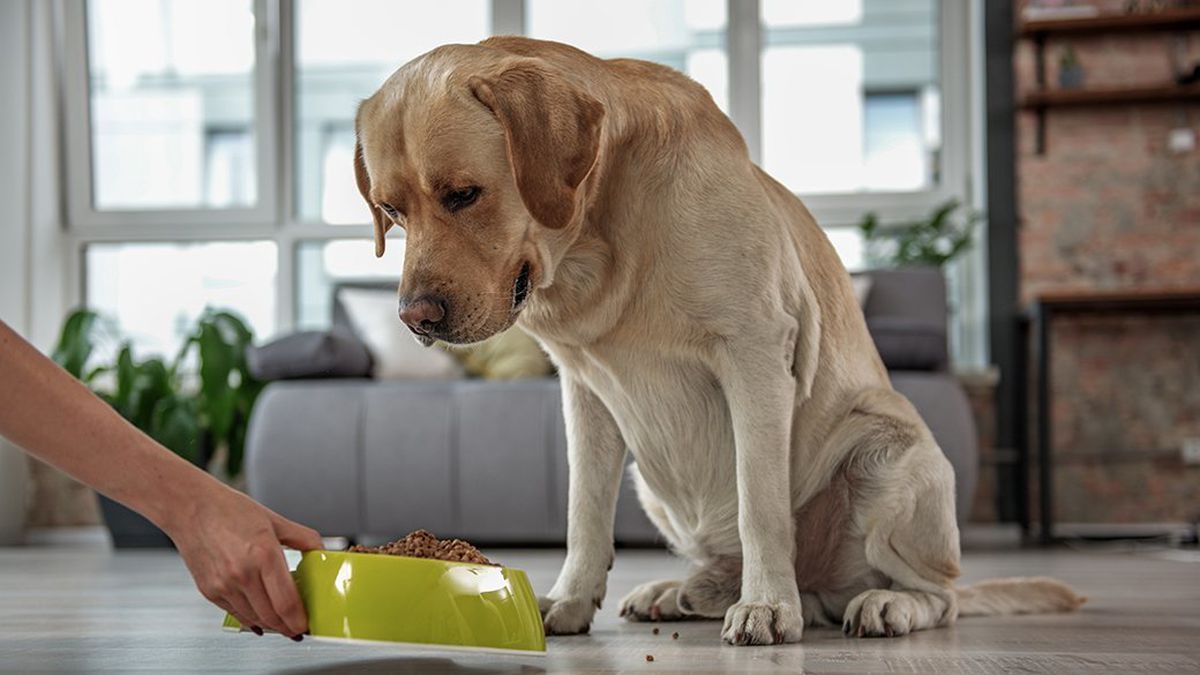 cane che non vuole mangiare la pappa