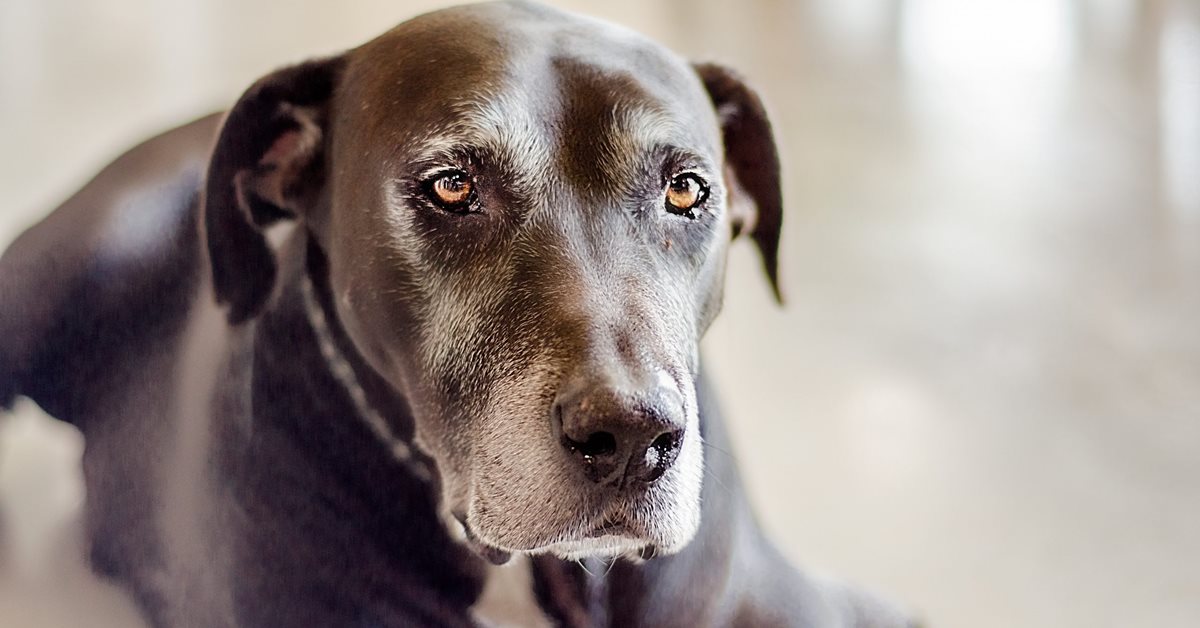 Demenza senile nel cane: segni e cosa fare