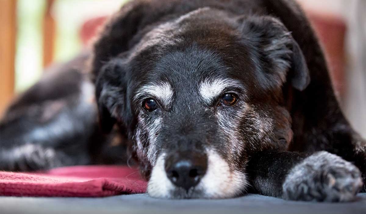 cane molto anziano che non vuole muoversi