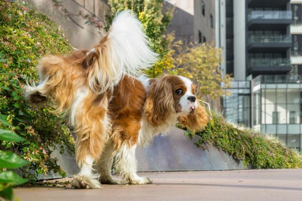 cane che fa pipì