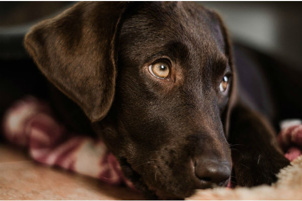 cane che guarda