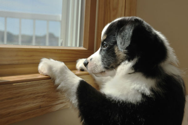 cane che guarda dalla finestra