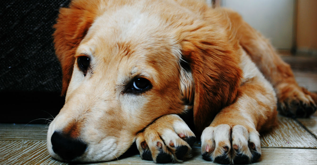 Disturbi d’ansia compulsivi nel cane: quali sono e cosa fare