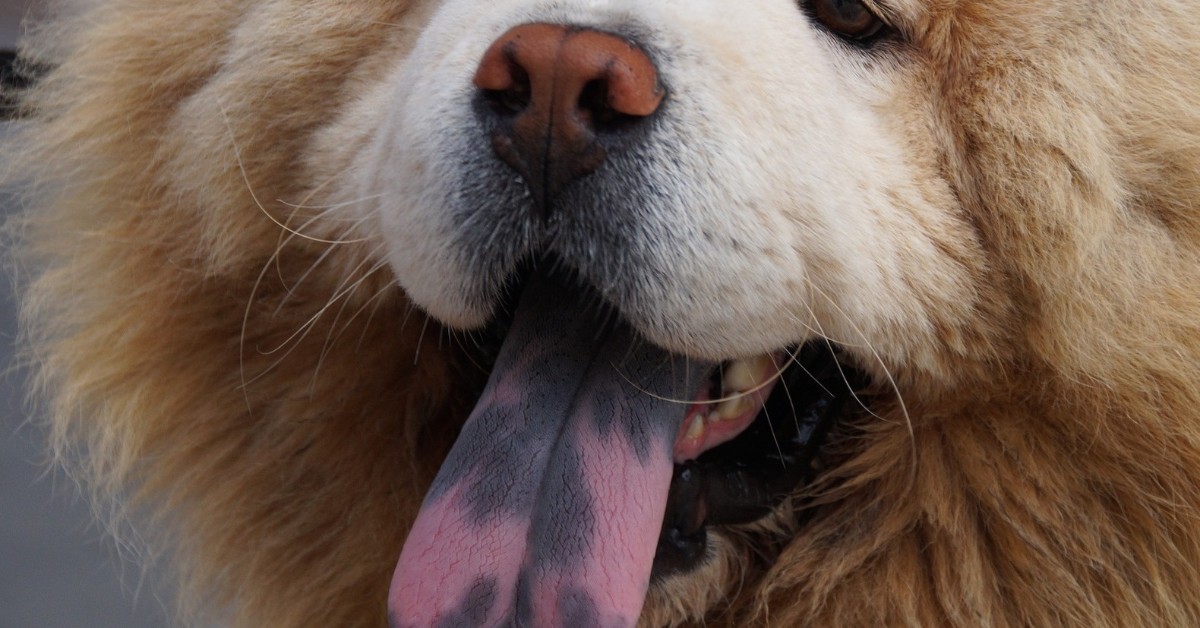 Perché le lingue dei cani hanno colori diversi?