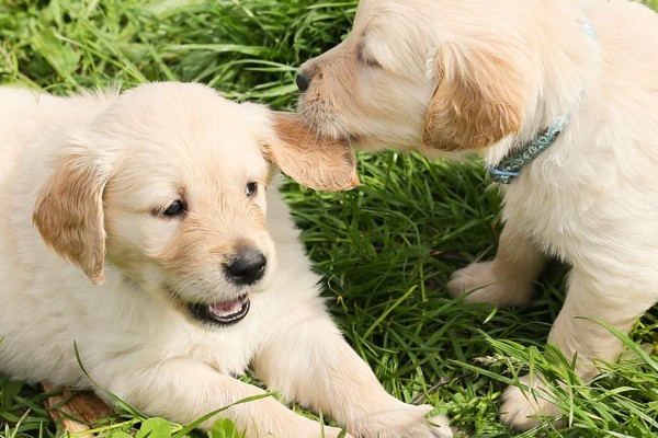 due cuccioli di labrador sul prato