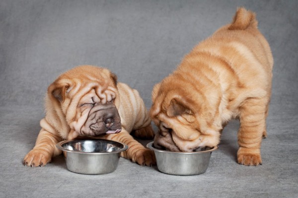 due sharpei che mangiano