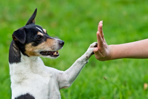 cane batte il cinque