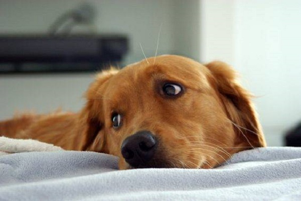 cane sul letto