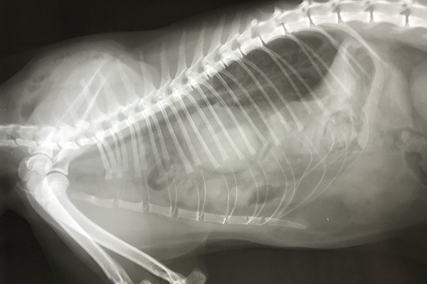 radiografia del cane