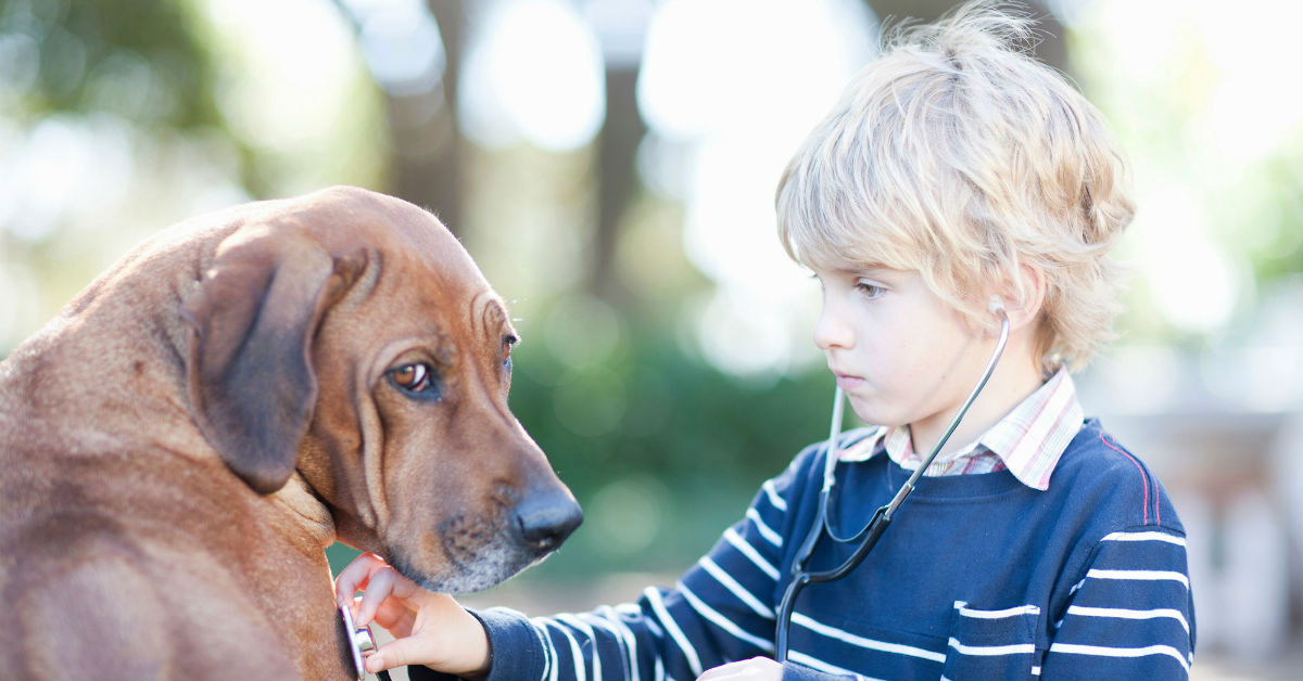 Ernia iatale nel cane, cosa c’è da sapere?