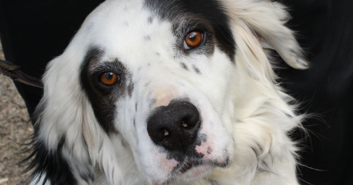 Ernia inguinale nel cane: i sintomi e i trattamenti