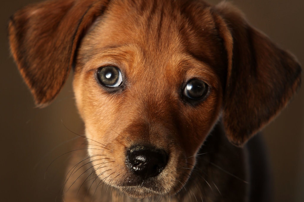 espressione-cane