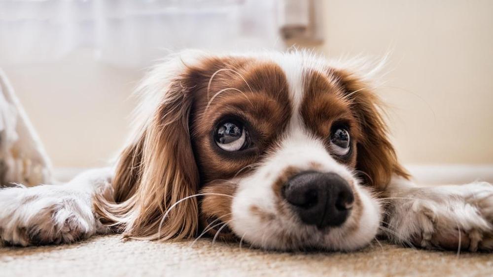 espressione-facciale-cane