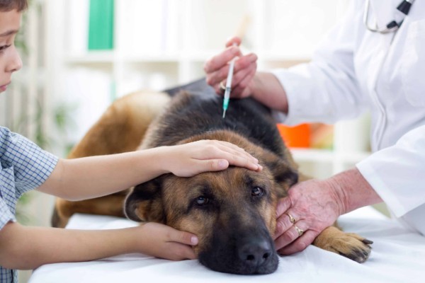 il veterinario fa il vaccino al cane