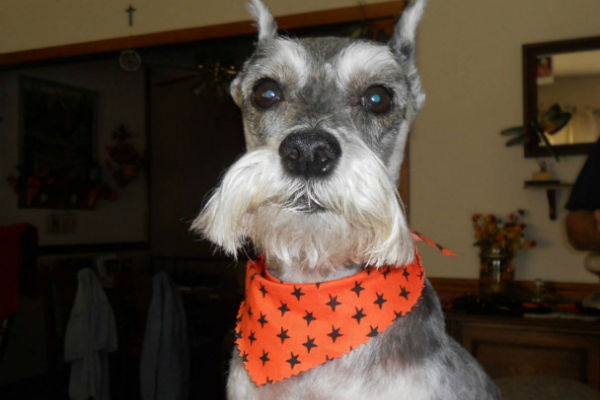 cane con bandana