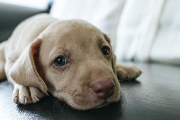 cucciolo di cane