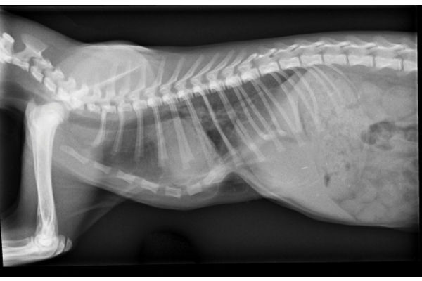 radiografia cane