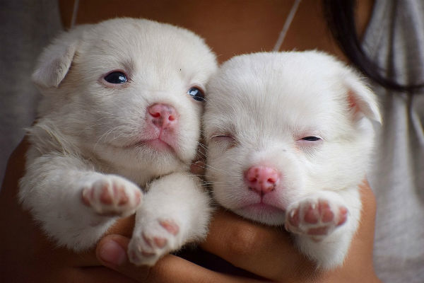 cuccioli di cane