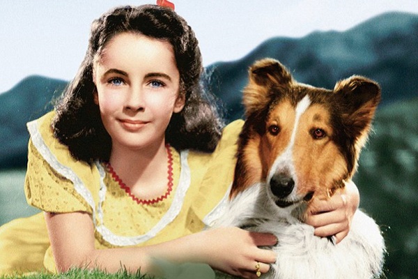 torna a casa lassie film con cane