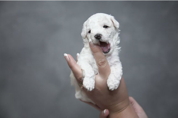 cucciolo bianco