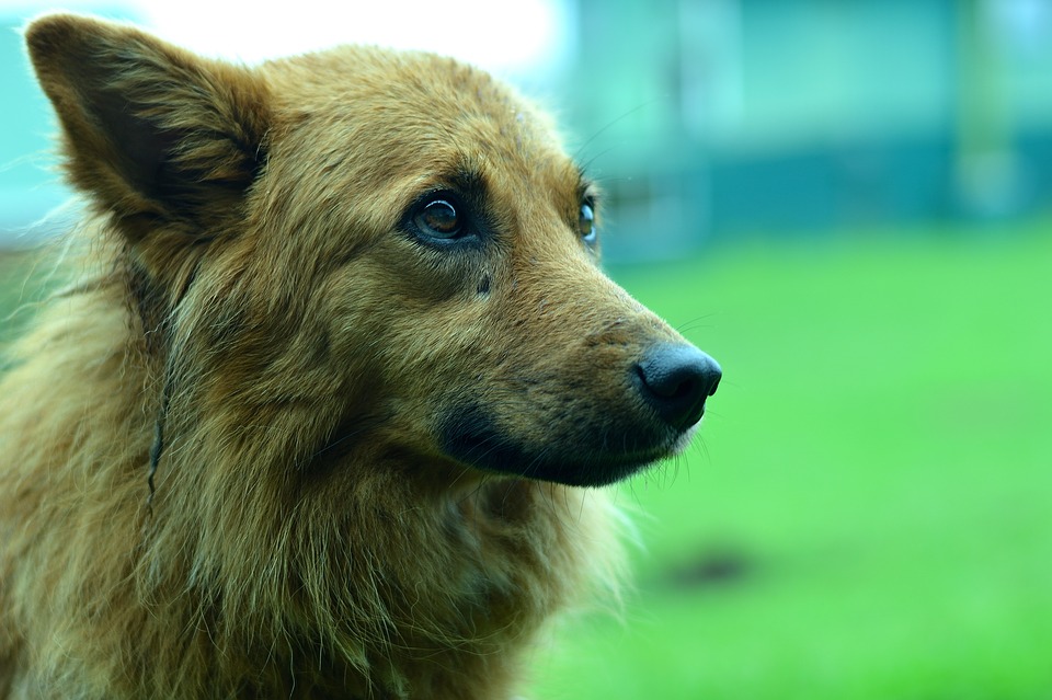 foto-cane