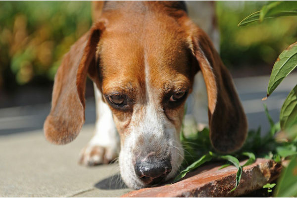 beagle in giardino