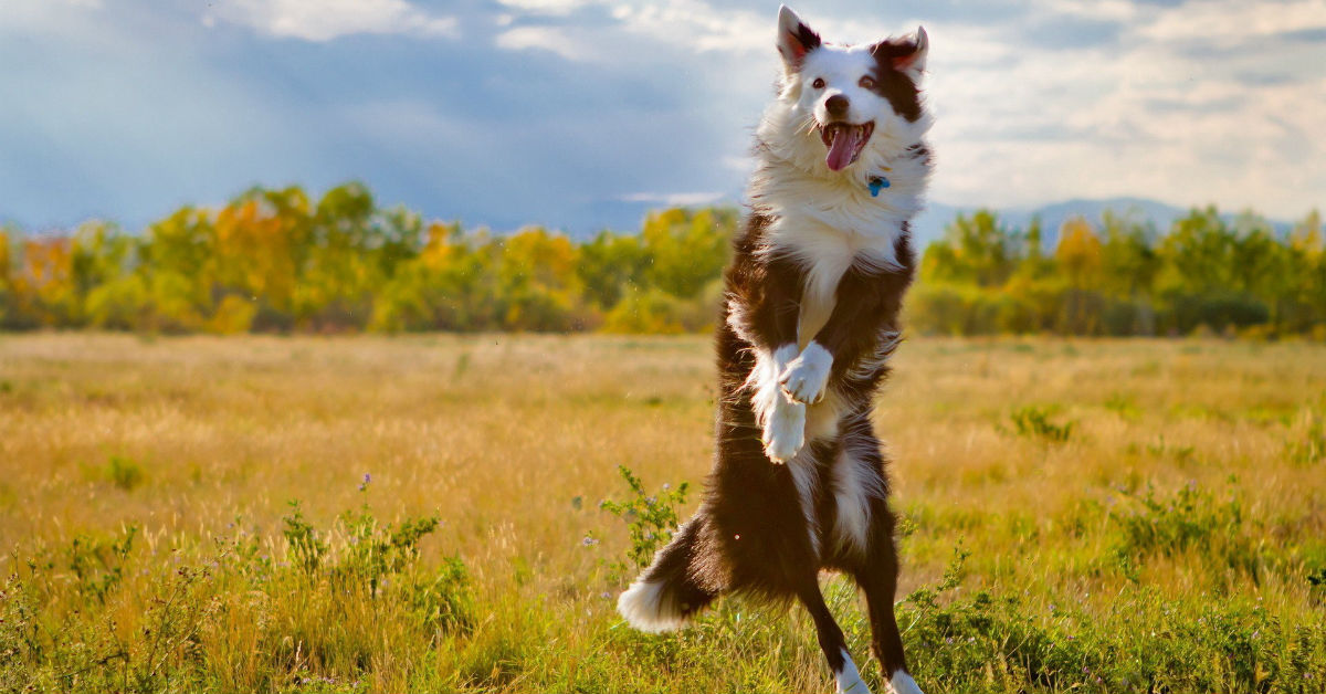 Glicemia alta nel cane: che si fa?