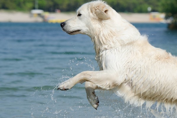 un cane nuota a mare