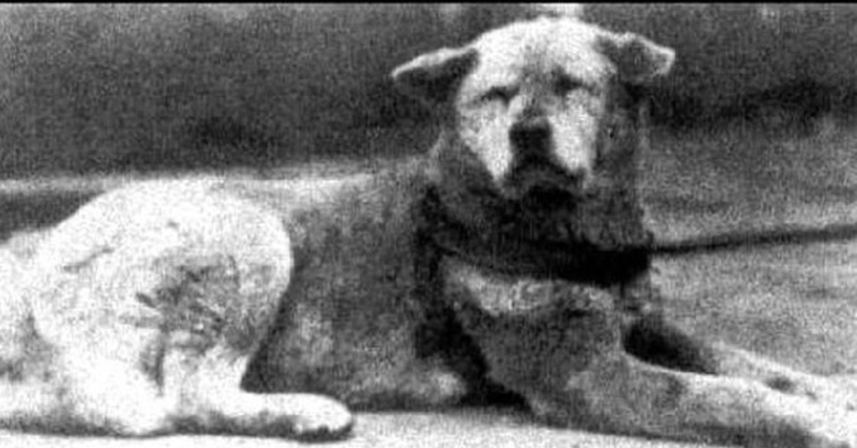 Hachiko, la storia del cane fedele