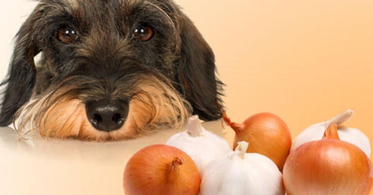 I cani possono mangiare le cipolle?