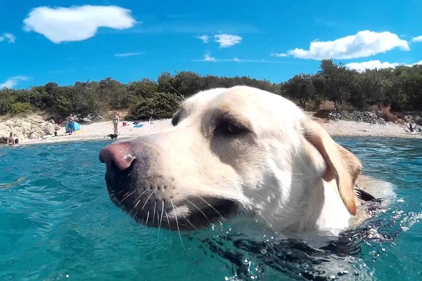 cane labrador che nuota