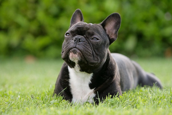 cane bulldog francese