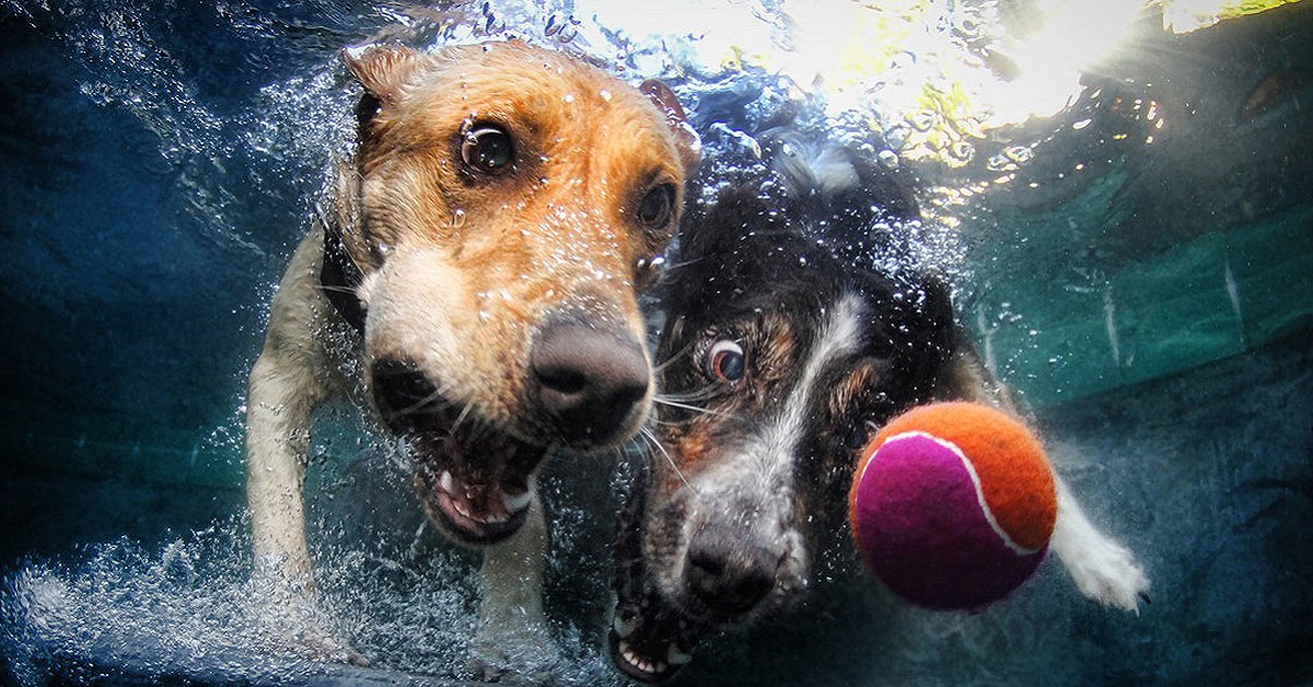 I cani nuotano? Ecco tutto ciò che c’è da sapere