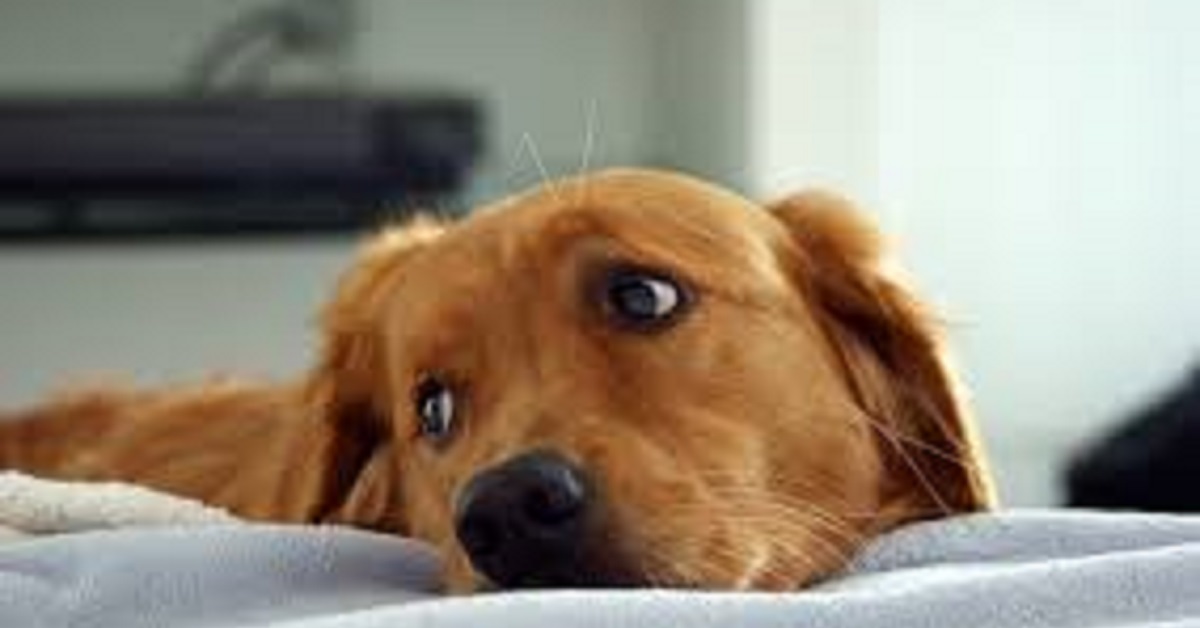 I cani possiedono un’espressione facciale che la scienza non riesce a spiegare