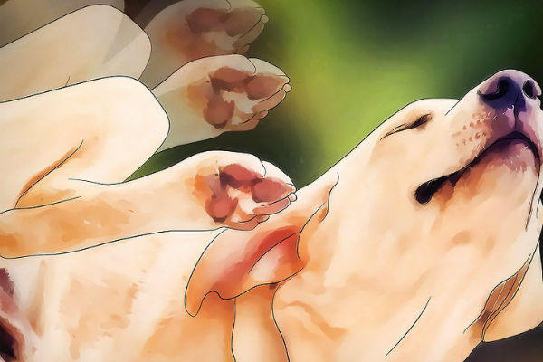 I Cani Possono Avere I Pidocchi