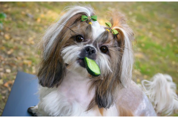 cane di piccola taglia