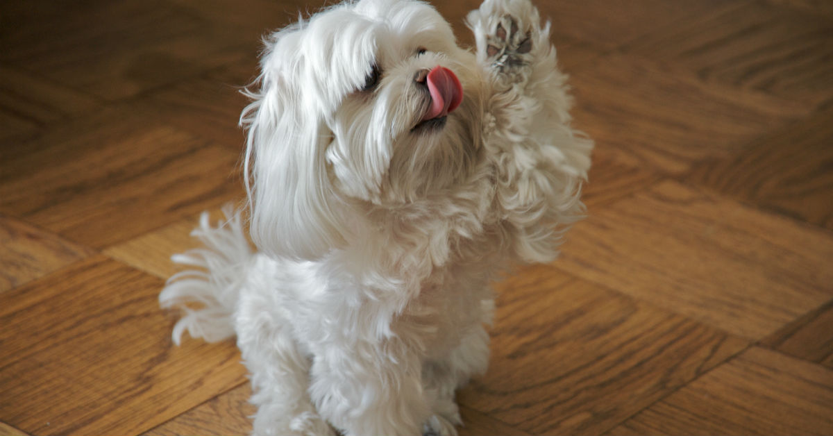 I cani possono mangiare i cetrioli?