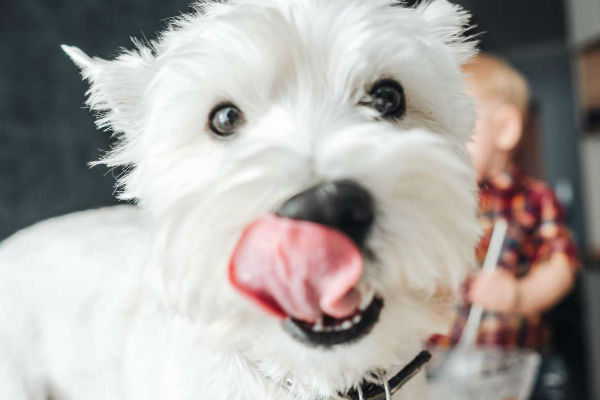 cane che si lecca i baffi