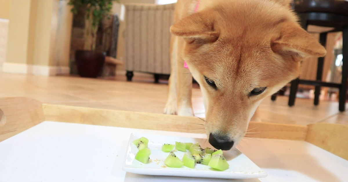 I cani possono mangiare i kiwi?