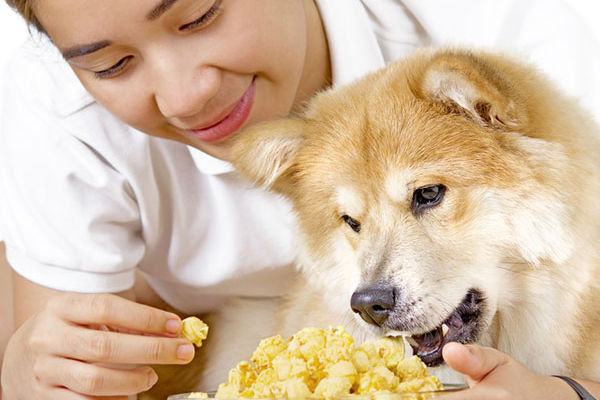 cane che mangia popcorn