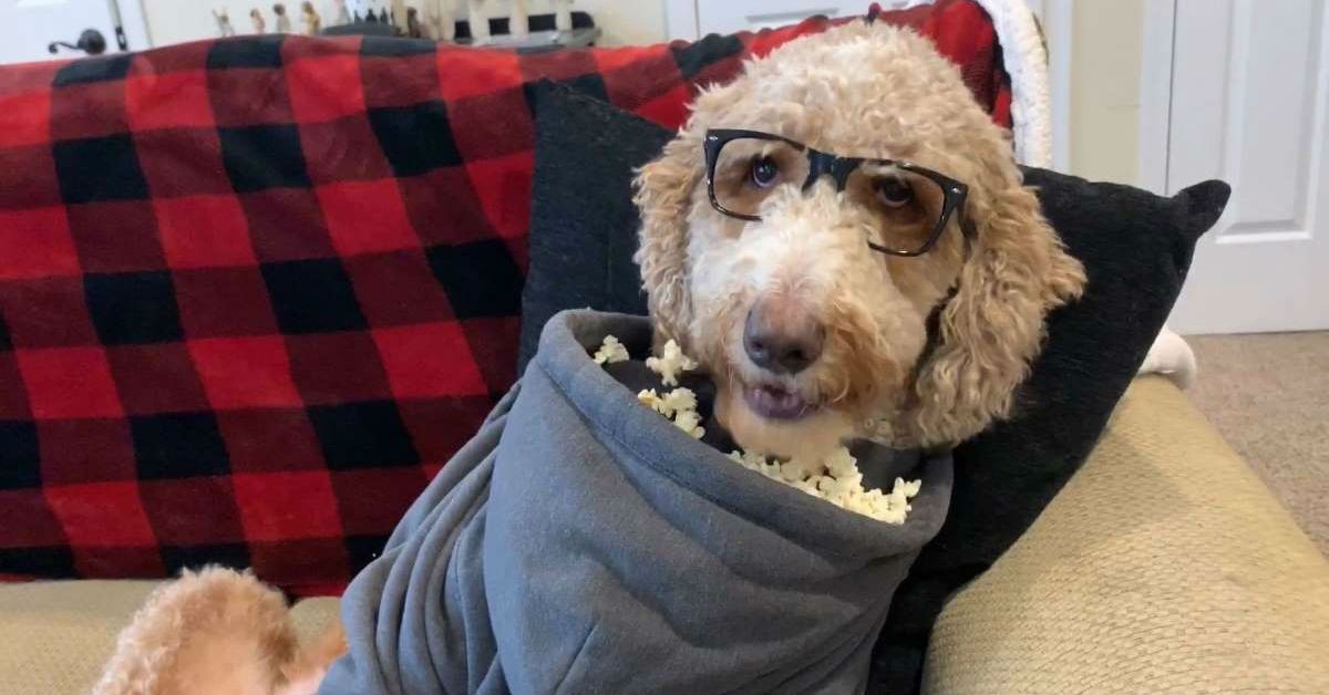 I cani possono mangiare i pop corn?