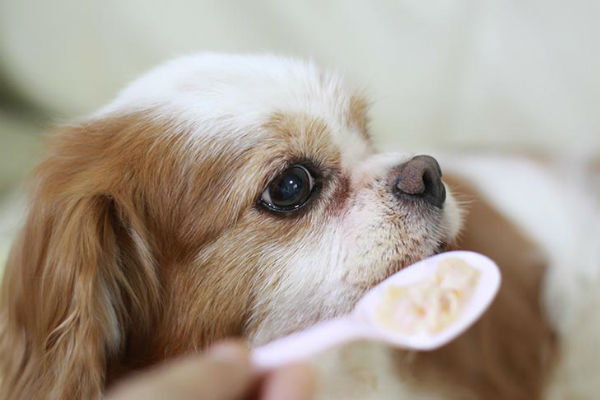 cane che non mangia