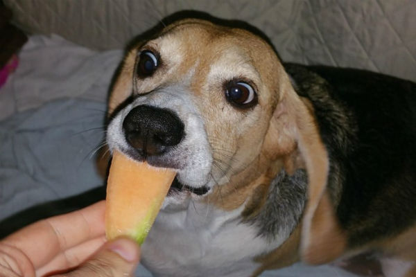 cane mangia cantalupo