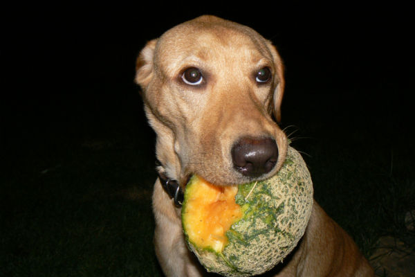 cane con cantalupo in bocca