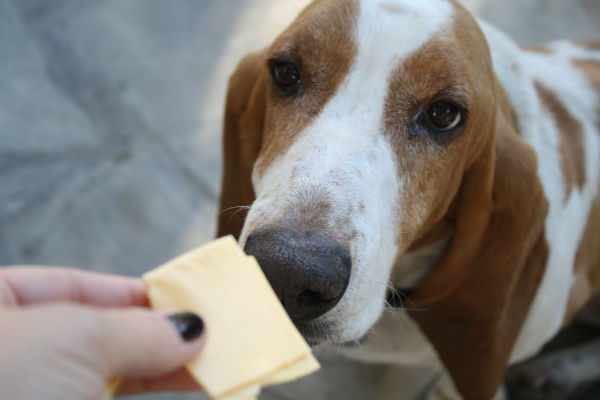 cane odora formaggio