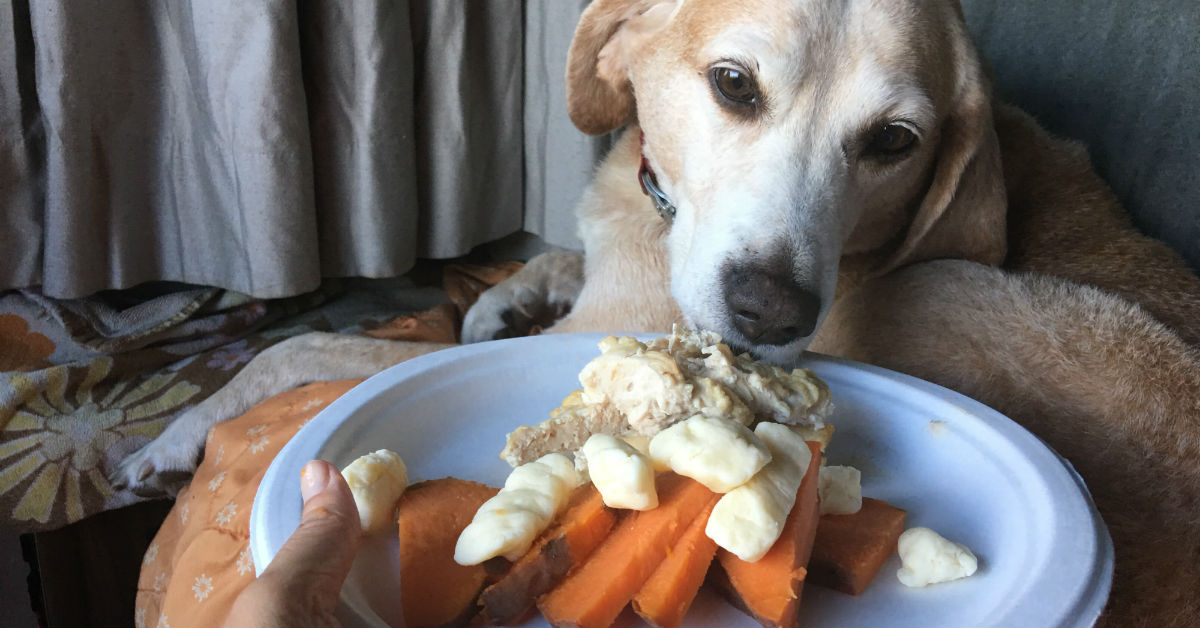 I cani possono mangiare il formaggio?