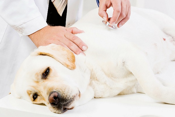 cane dal veterinario