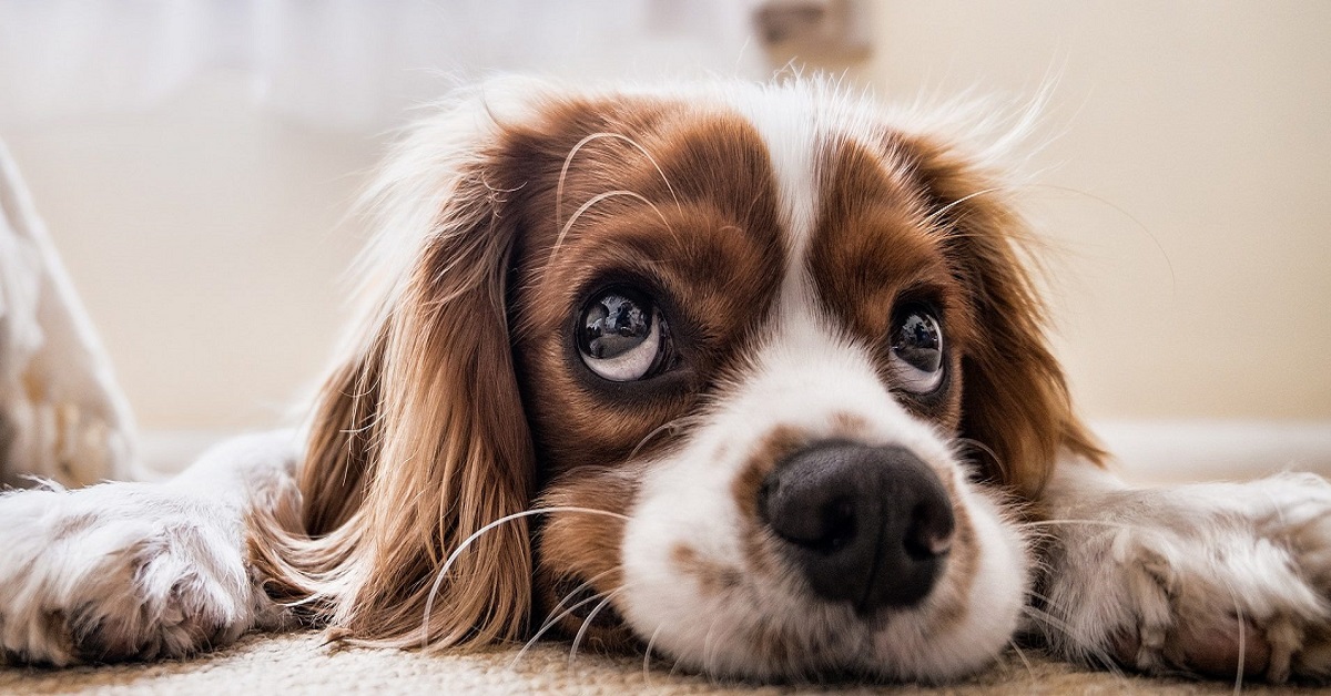 I cani possono mangiare il melograno?